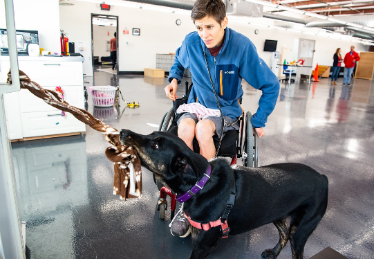 This is an example of a service dog at work with his owner. Both are training at a facility for the ability to work together. 