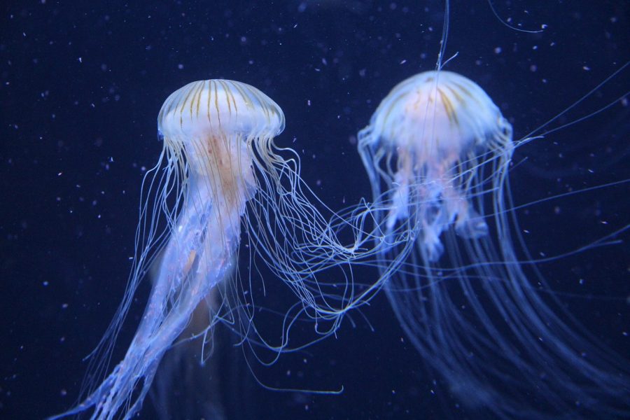 These jellyfish can clean up trash in order to reduce marine pollution.