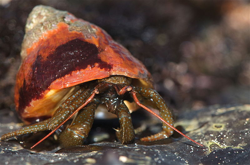 The majority of the hermit crab industry is abusive from the very beginning of the process to the second they are put into a customers hands. If you ever cross paths with getting a pet hermit crab, be the person who allows the abuse to stop.