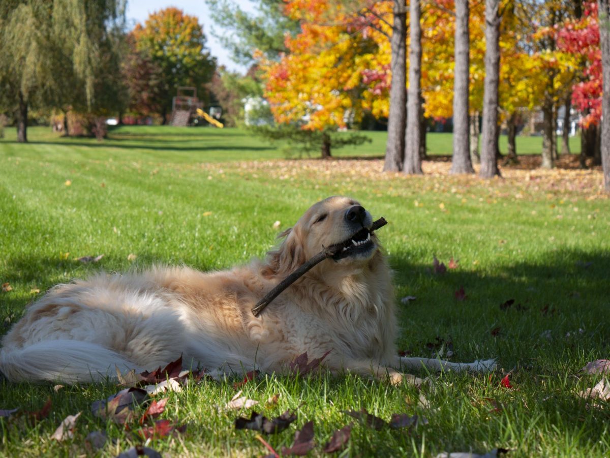 Abbey moves out from the wooded area into a more open field. Since it is a sunnier day out, she sits under the shady part of the tree to cool down. She then continues to chew on the stick that she found in the forest.