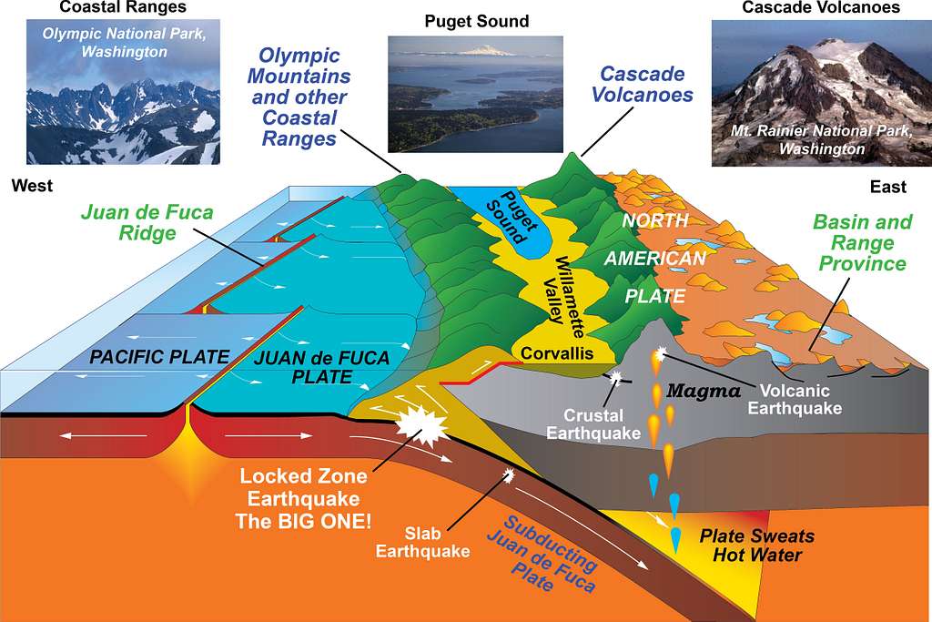 Subduction of the Juan de Fuca Plate results in the formation of the Coastal Ranges and Cascade Volcanoes, as well as a variety of earthquakes, in the Pacific Northwest. Olympic and Mt. Rainier national parks showcase the contrasting landscapes of the two parallel mountain ranges.