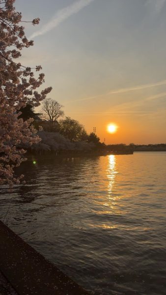 The cherry blossoms line the tidal basin right by the Jefferson Memorial in early spring. This area is an amazing site to check out, but it might be a little busy.