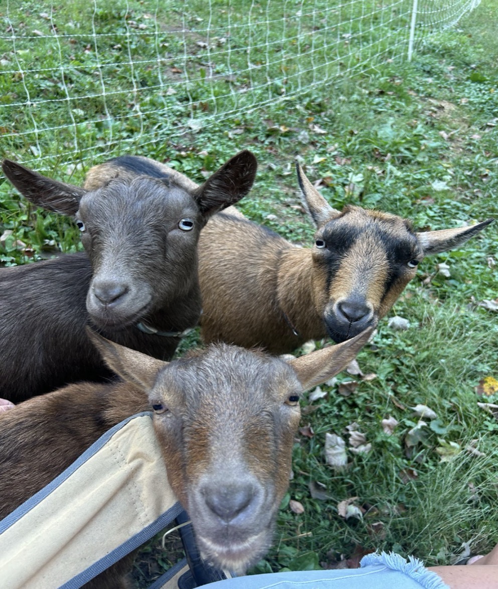 Ms. Wasserman's goats, Piper, Dixie (left to right) in the back, Ella up front all looking up to her. Her goats are very smart and playful, she says, “Each one is so unique and quirky! They’re all really smart and SO loving and affectionate.”